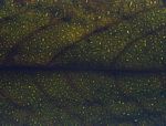Casearia battiscombei