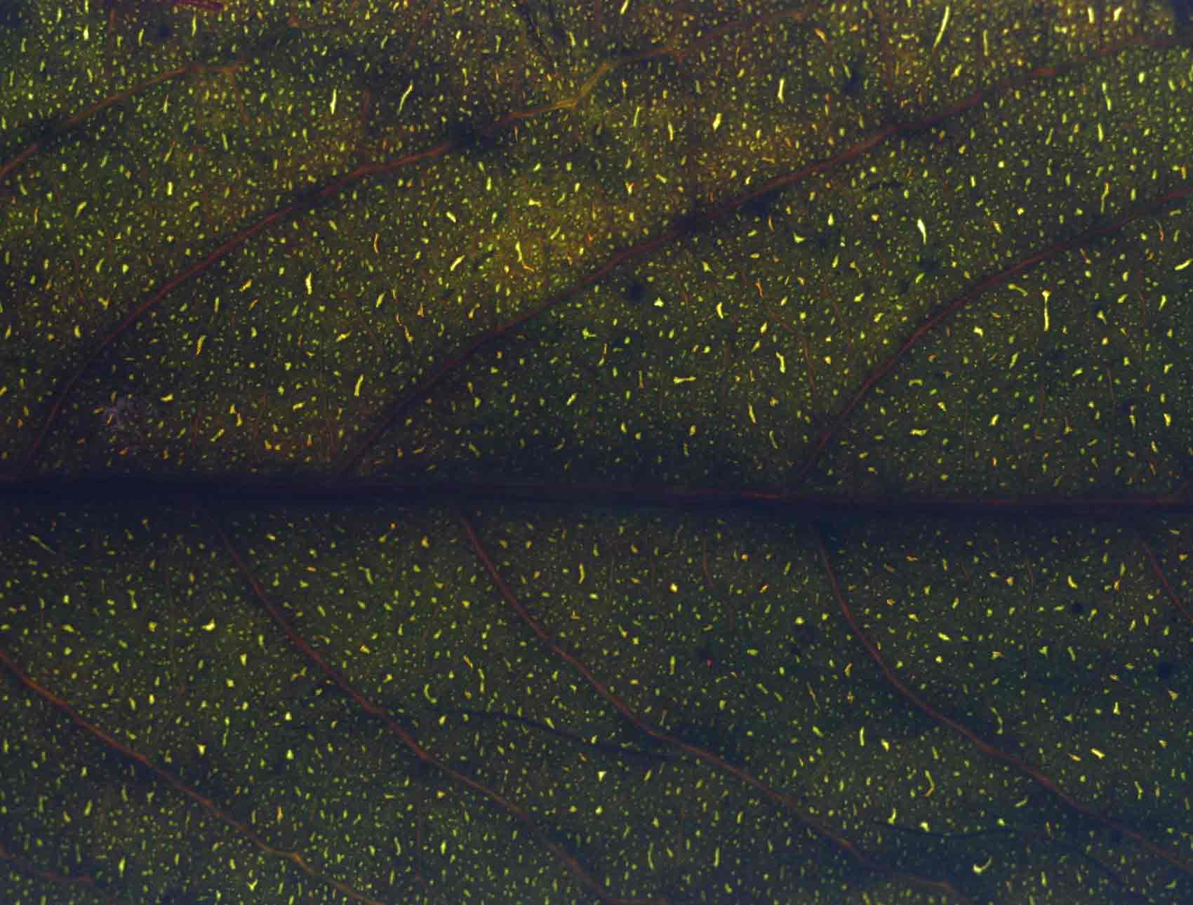 Casearia battiscombei