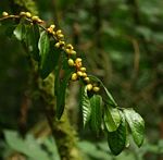 Casearia battiscombei