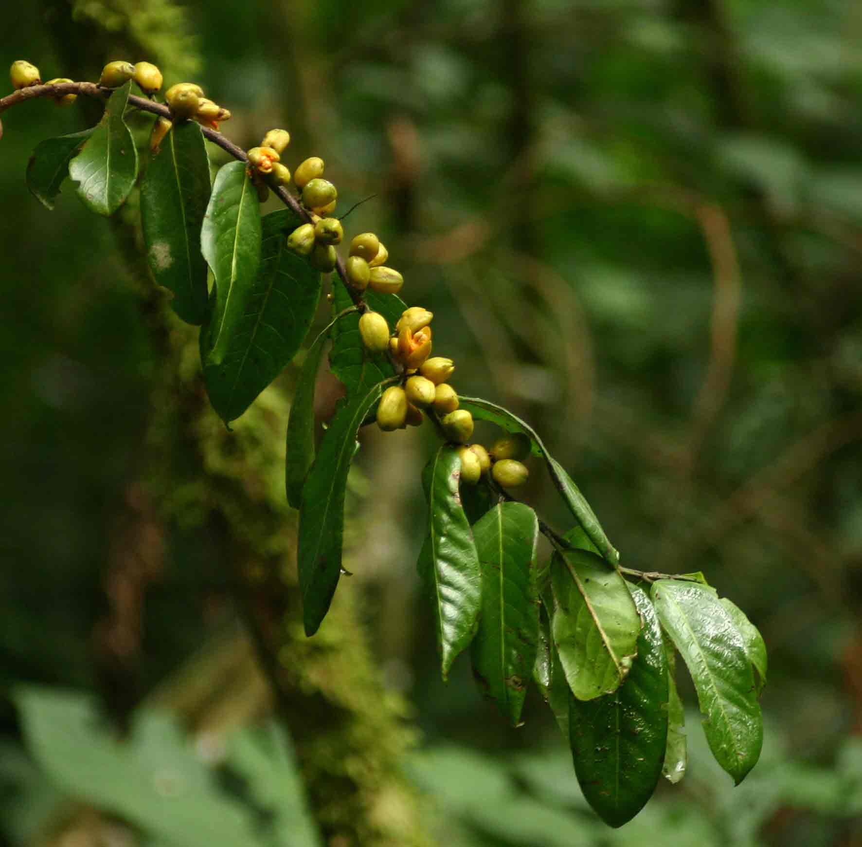 Casearia battiscombei