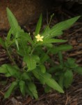 Tricliceras lobatum