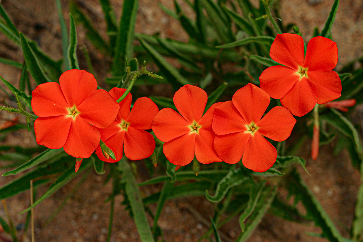 Tricliceras longepedunculatum var. longepedunculatum