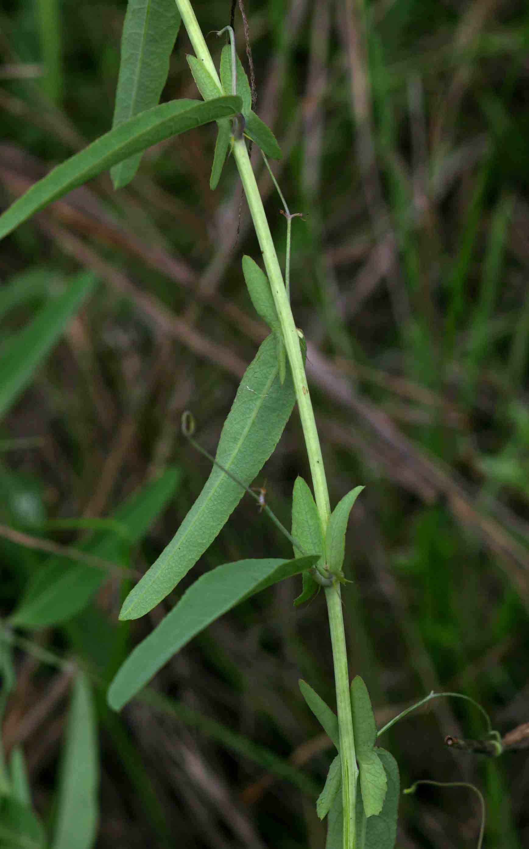 Basananthe apetala