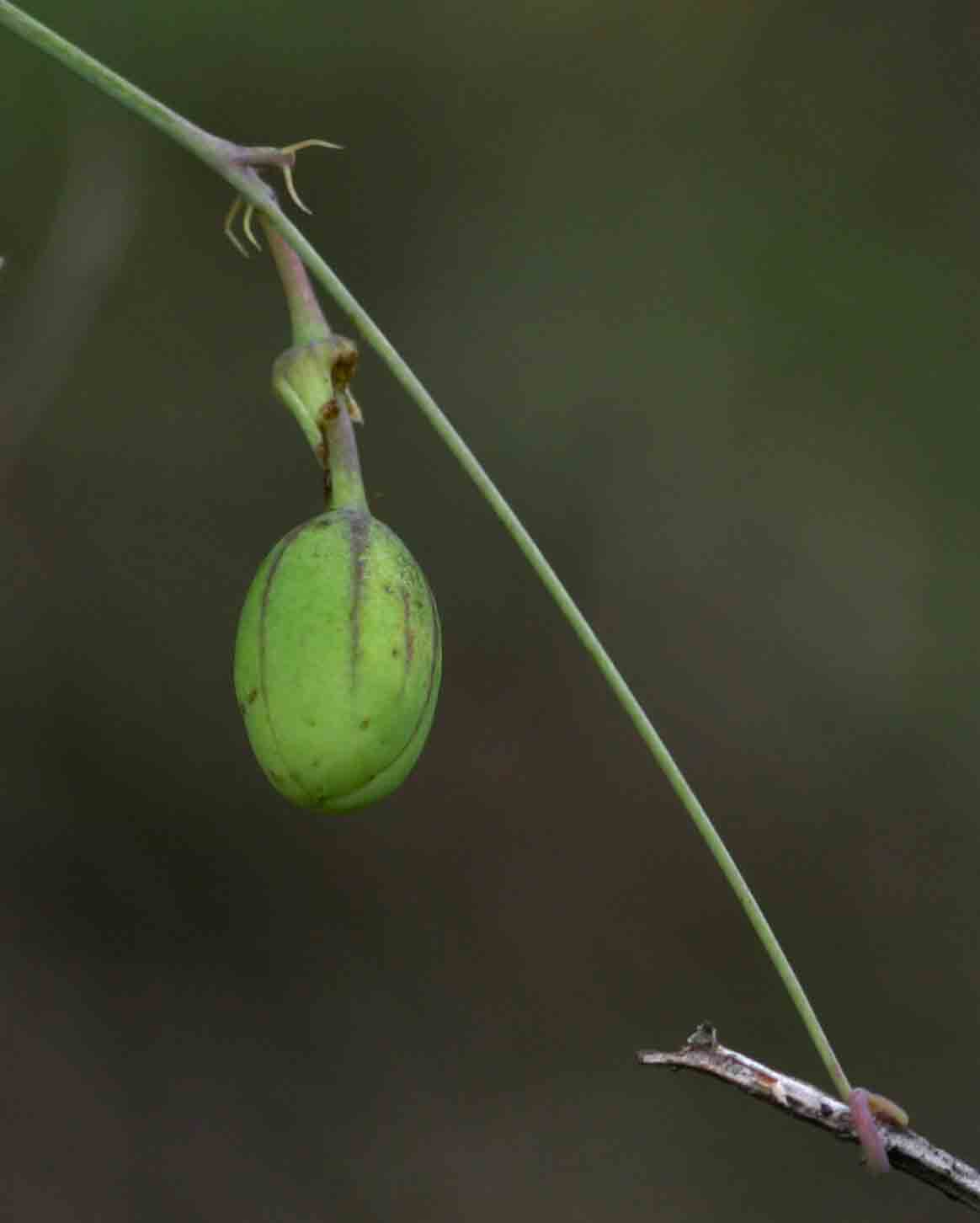 Basananthe apetala