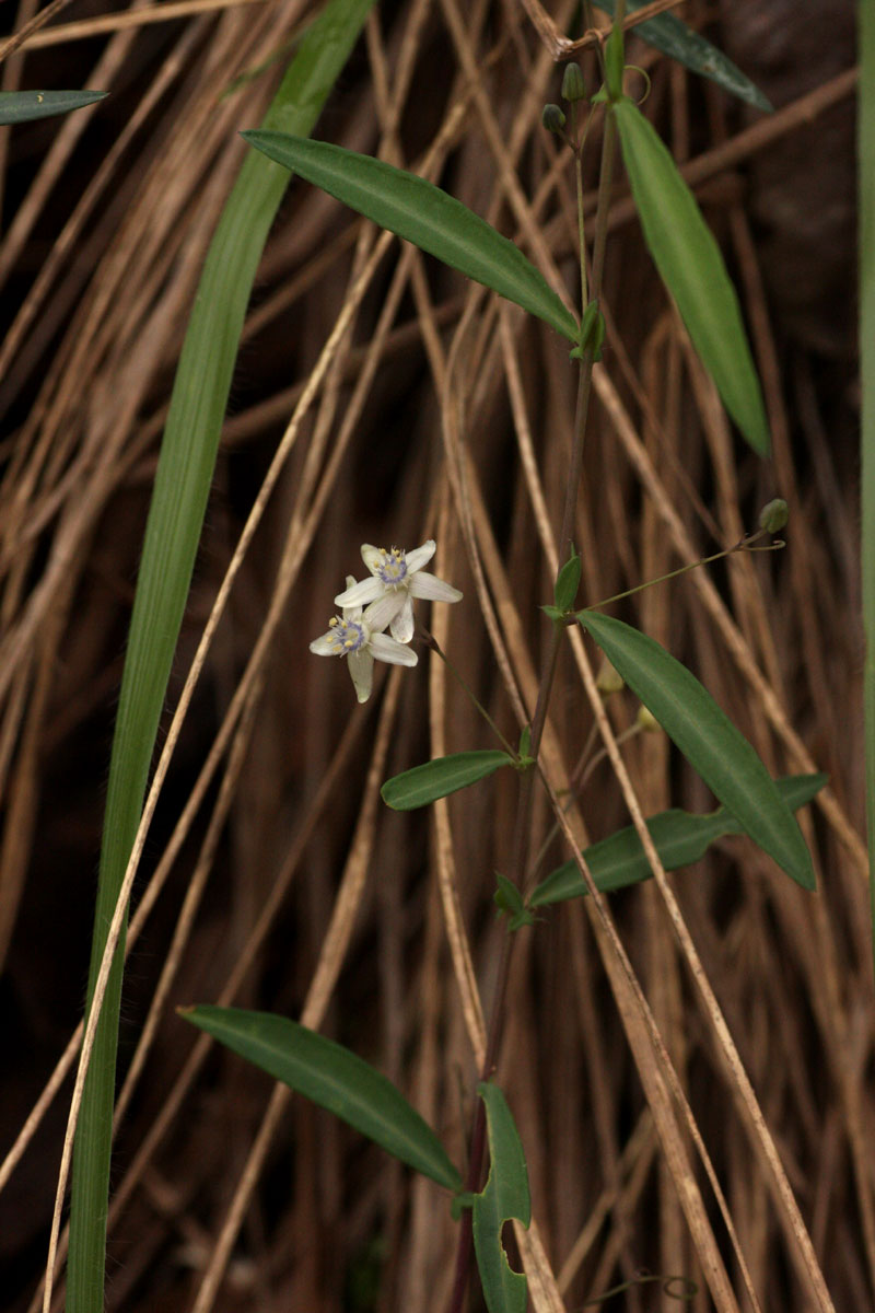 Basananthe pseudostipulata