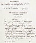 Basananthe pseudostipulata