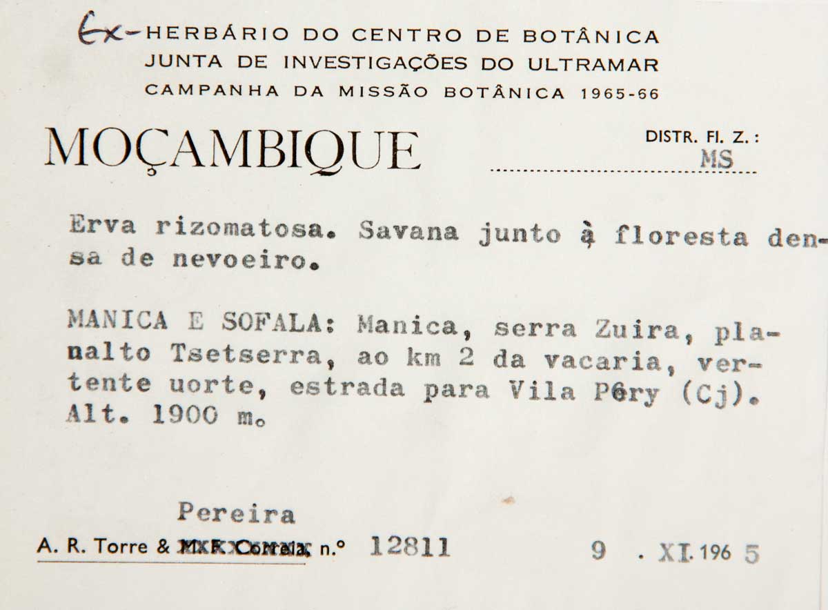 Basananthe pseudostipulata
