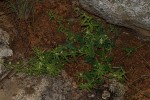 Basananthe pseudostipulata