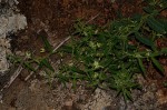 Basananthe pseudostipulata