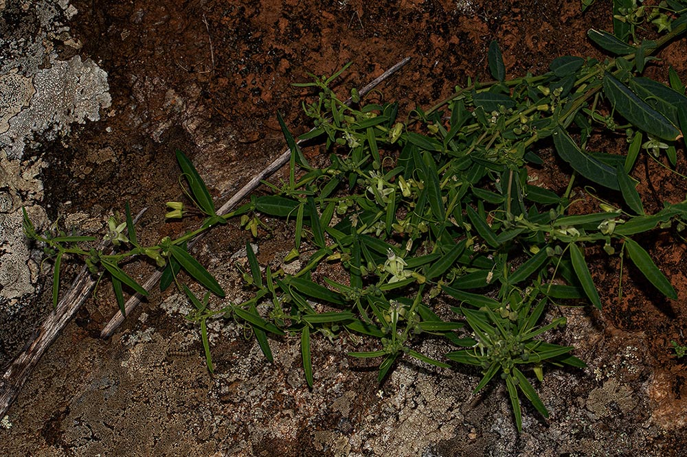 Basananthe pseudostipulata