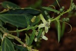 Basananthe pseudostipulata
