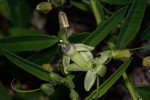 Basananthe pseudostipulata