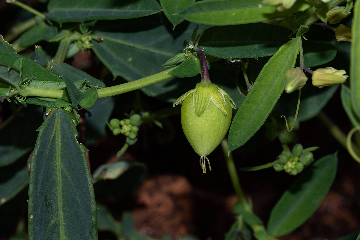 Basananthe pseudostipulata