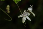 Basananthe pseudostipulata