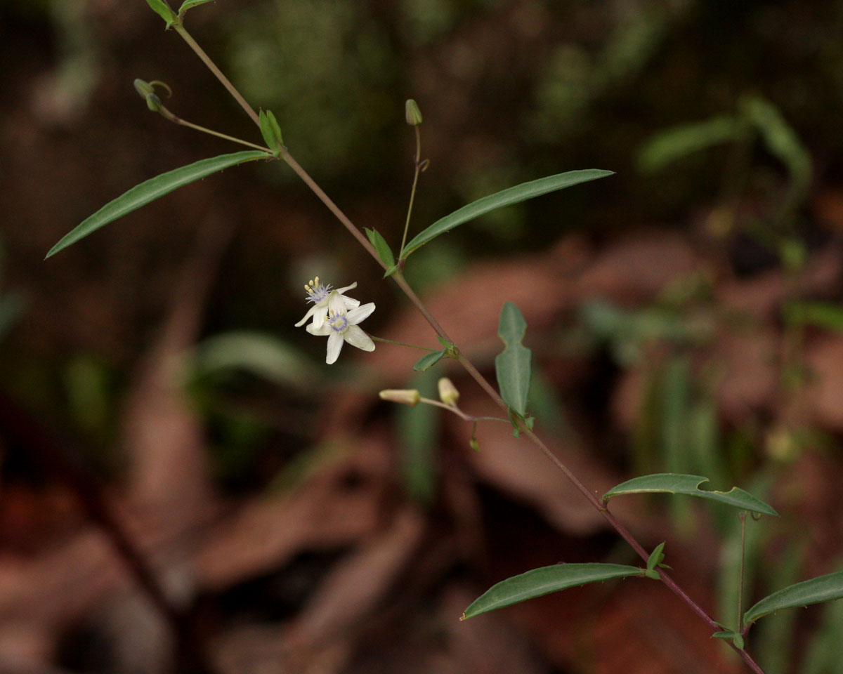 Basananthe pseudostipulata