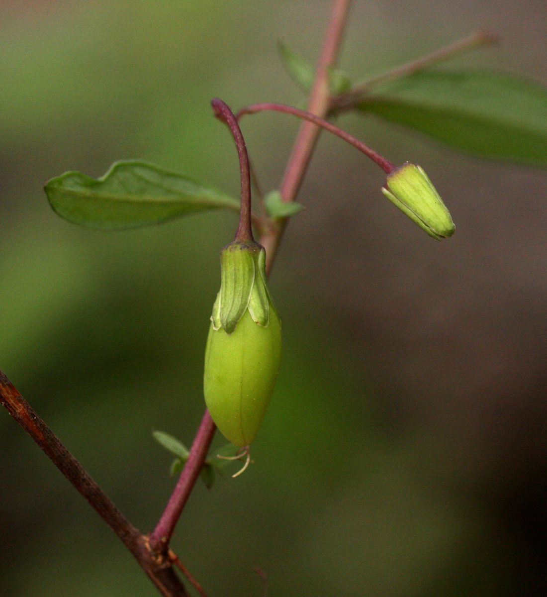 Basananthe pseudostipulata