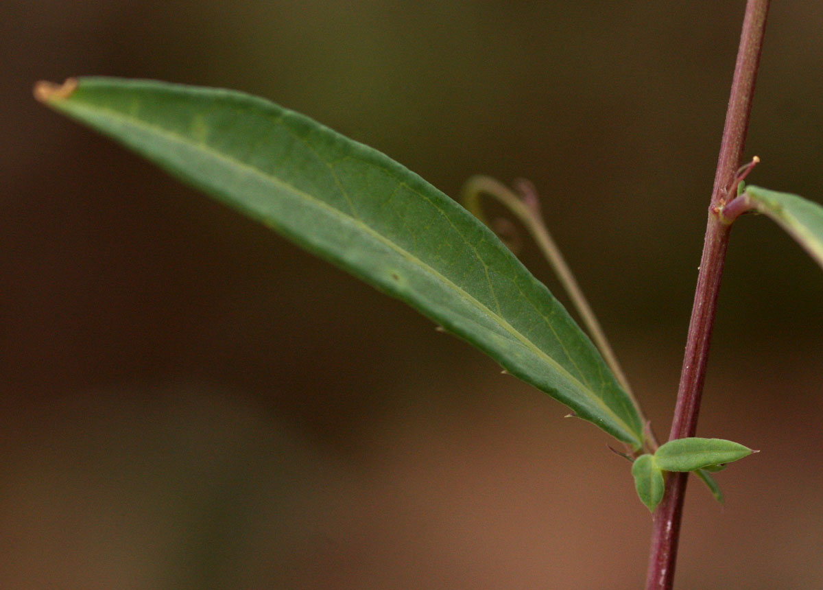 Basananthe pseudostipulata