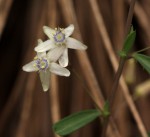 Basananthe pseudostipulata