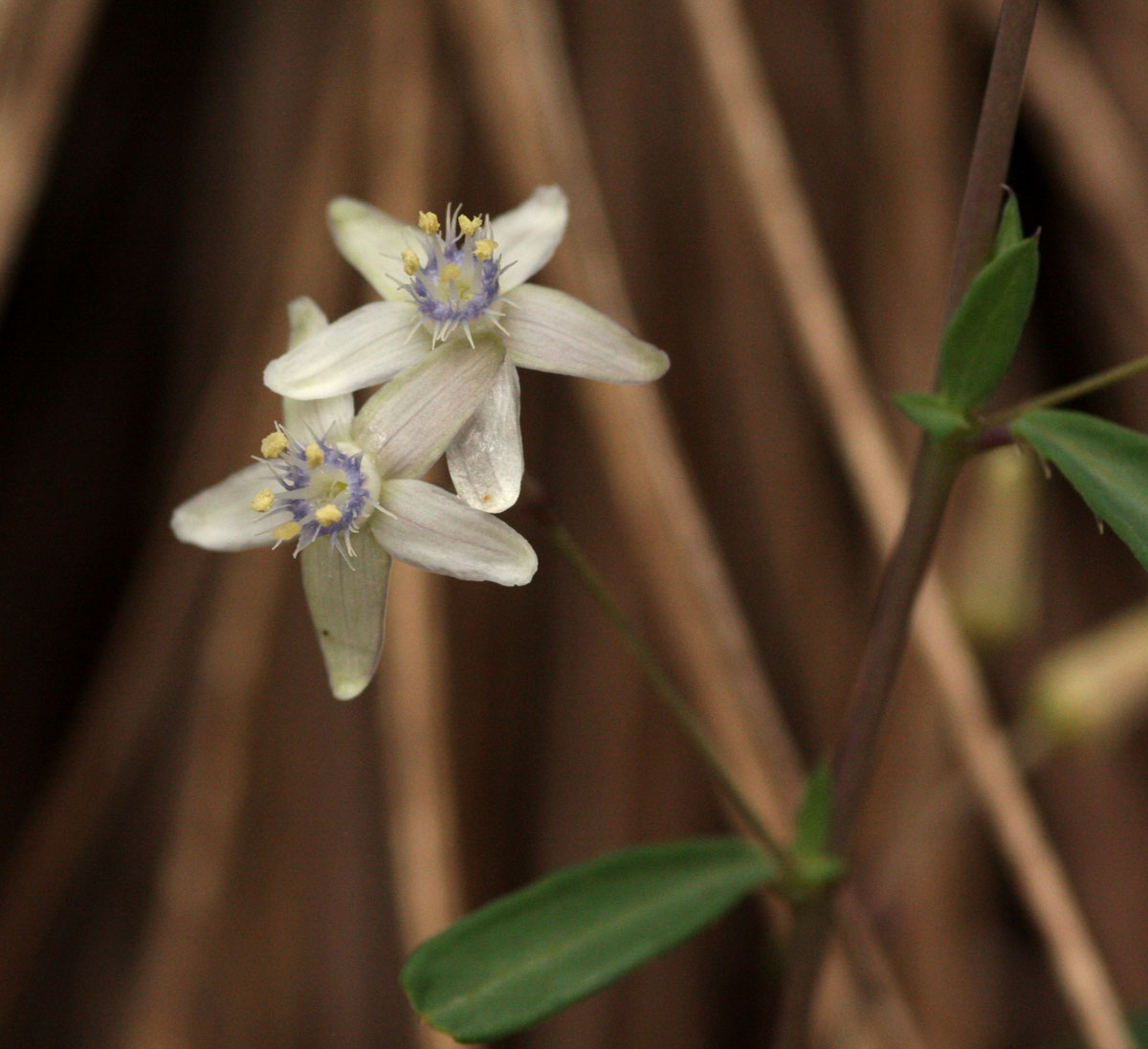 Basananthe pseudostipulata