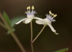 Basananthe pseudostipulata