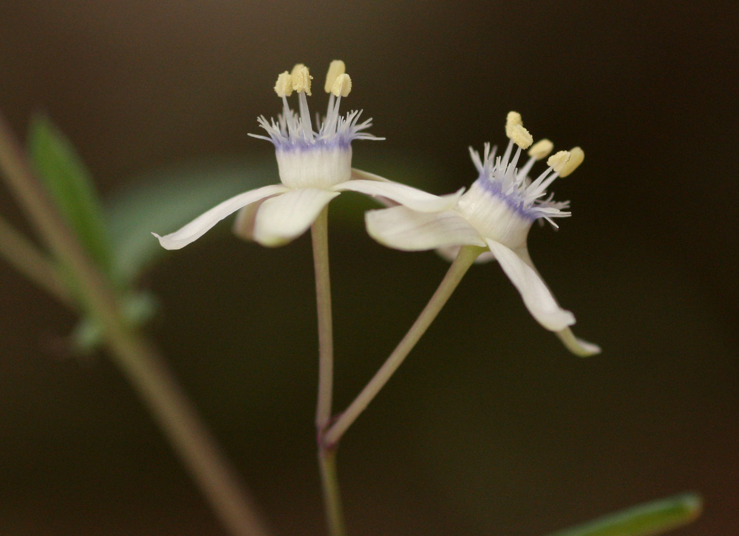 Basananthe pseudostipulata