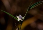 Basananthe pseudostipulata