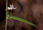 Basananthe pseudostipulata