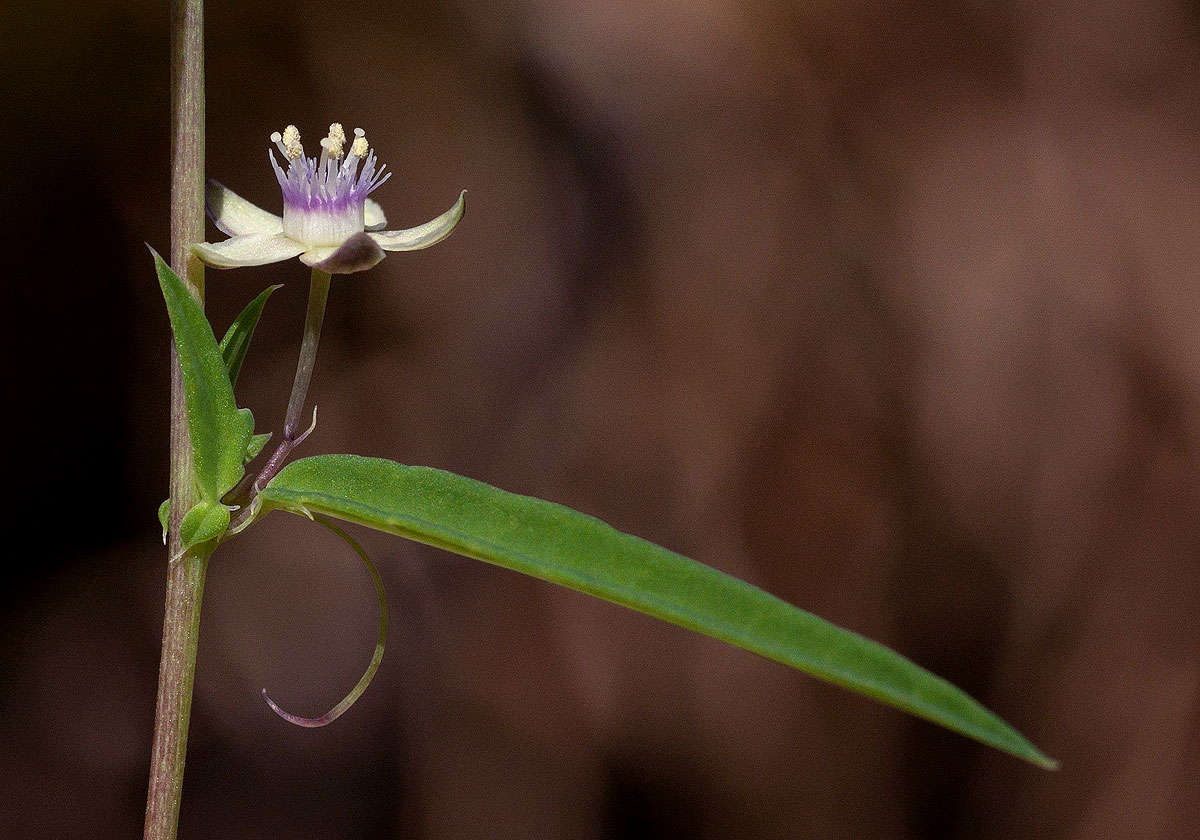 Basananthe pseudostipulata