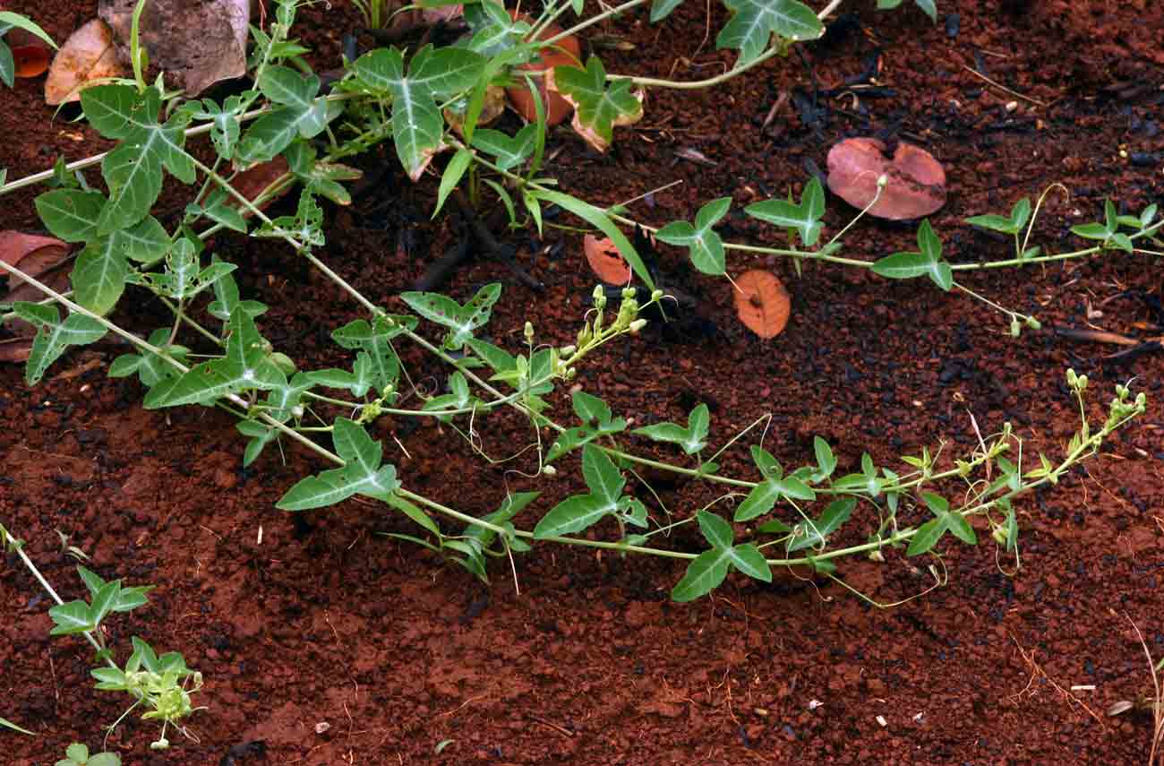 Basananthe triloba