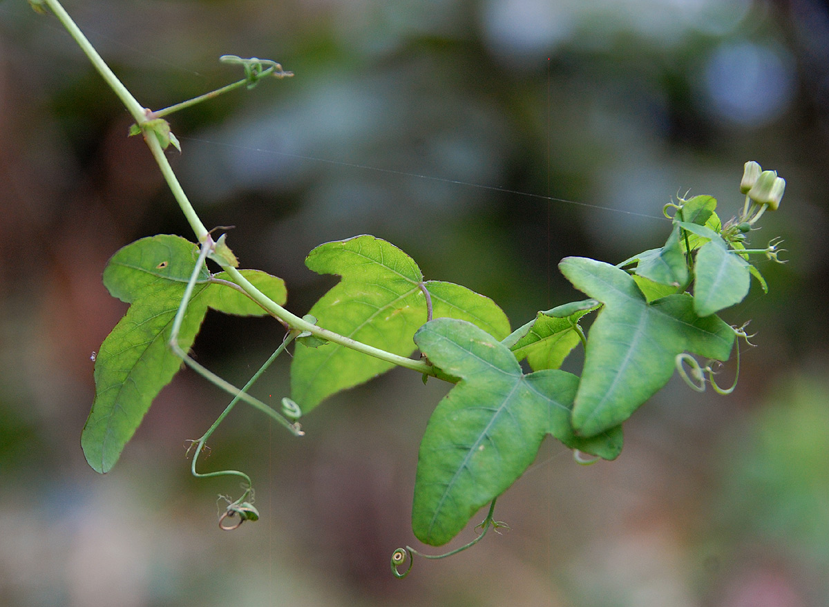 Basananthe triloba