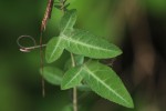 Basananthe triloba