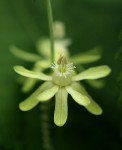 Basananthe triloba