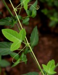 Basananthe triloba