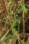 Basananthe triloba