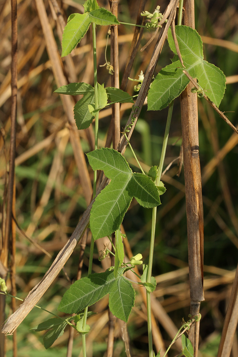 Basananthe triloba