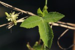 Basananthe triloba