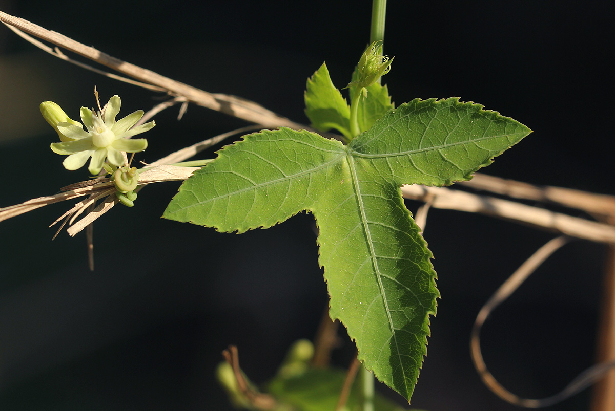 Basananthe triloba