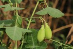 Basananthe triloba