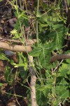 Basananthe triloba