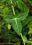 Basananthe triloba