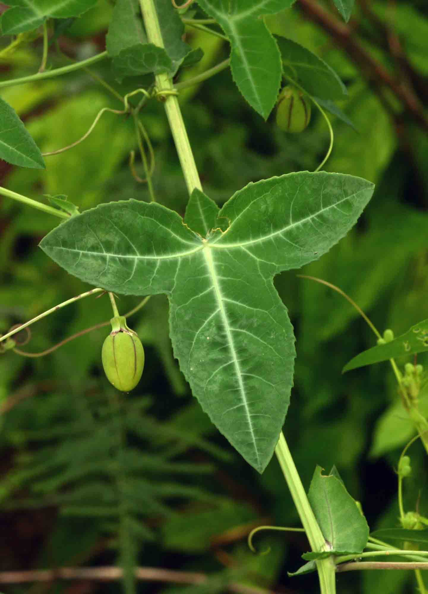 Basananthe triloba