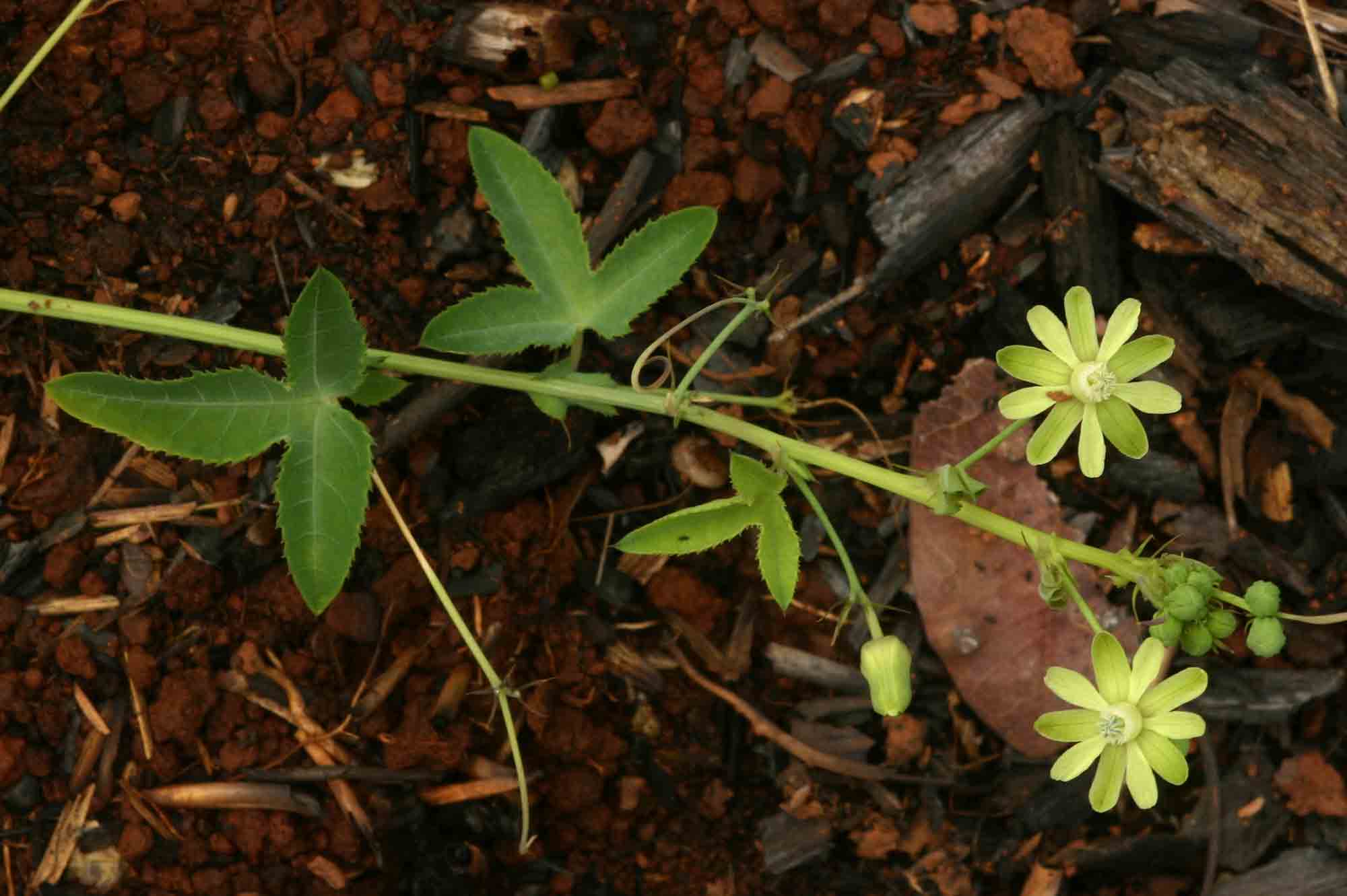 Basananthe triloba