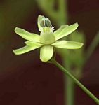 Basananthe triloba