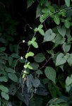 Basananthe triloba