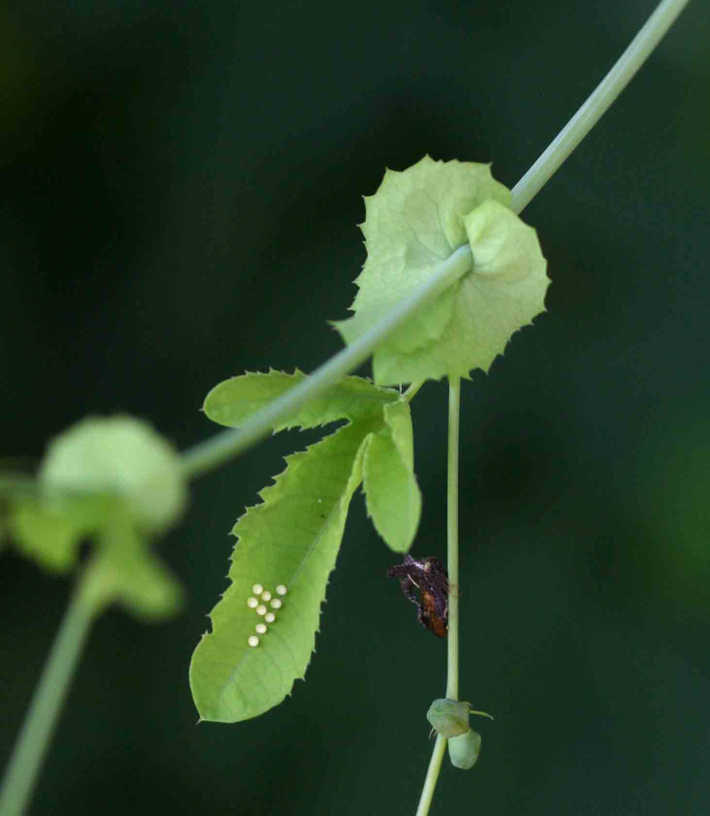 Basananthe triloba