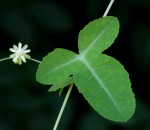 Basananthe triloba