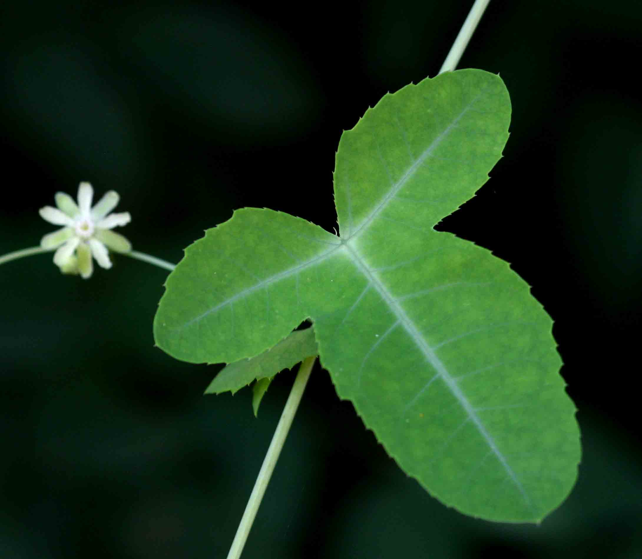 Basananthe triloba