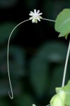 Basananthe triloba