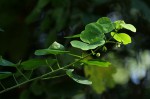 Adenia gummifera var. gummifera