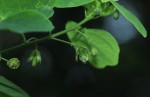 Adenia gummifera var. gummifera